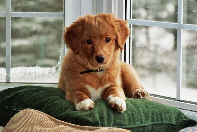 toller for sale