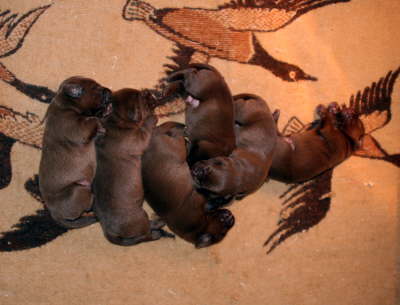 about 4 days old