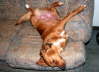 cCurry rests
