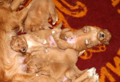 csleeping brothers