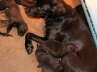 ltired pups