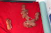 one day old