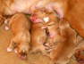sleeping beauties